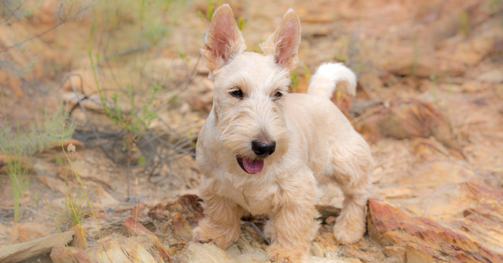 Scottish Terrier