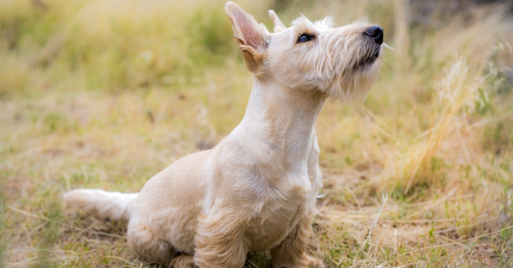 Scottish Terrier