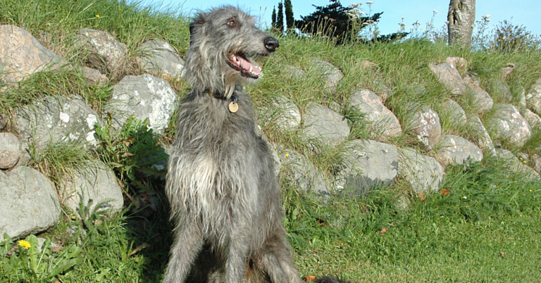Scottish Deerhound: The Gentle, Majestic, and Noble Hunting Companion