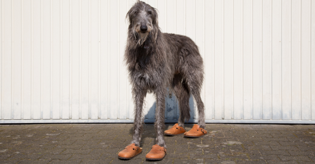 Scottish Deerhound wearing shoes