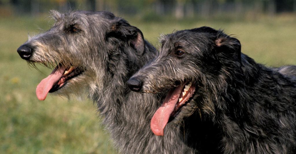 2 Scottish Deerhounds