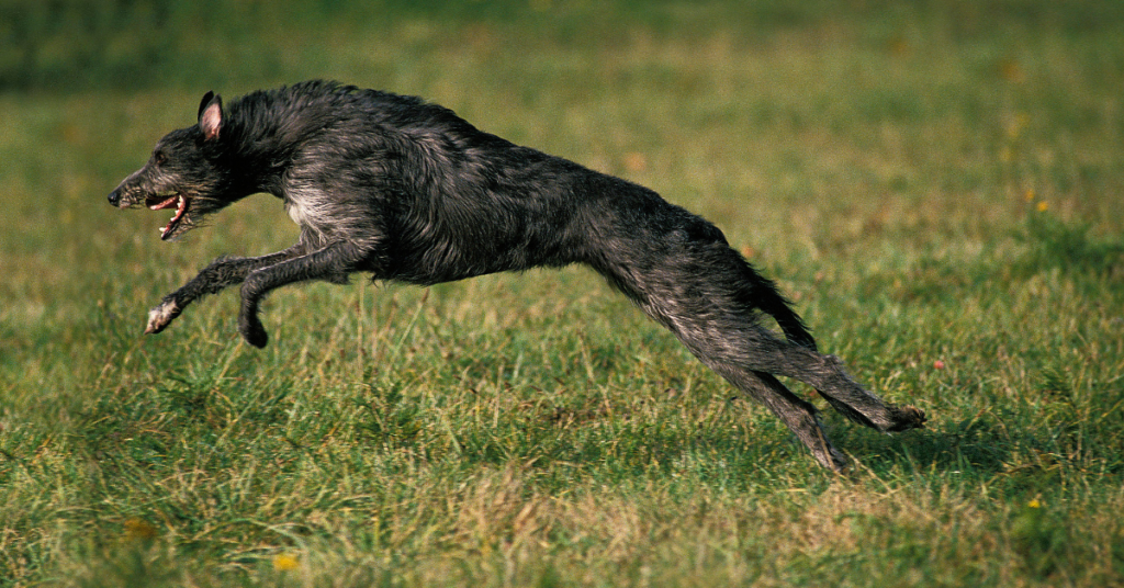 Scottish Deerhound running
