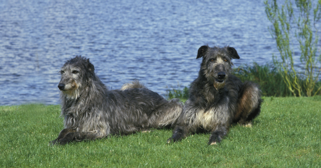 2 Scottish Deerhounds