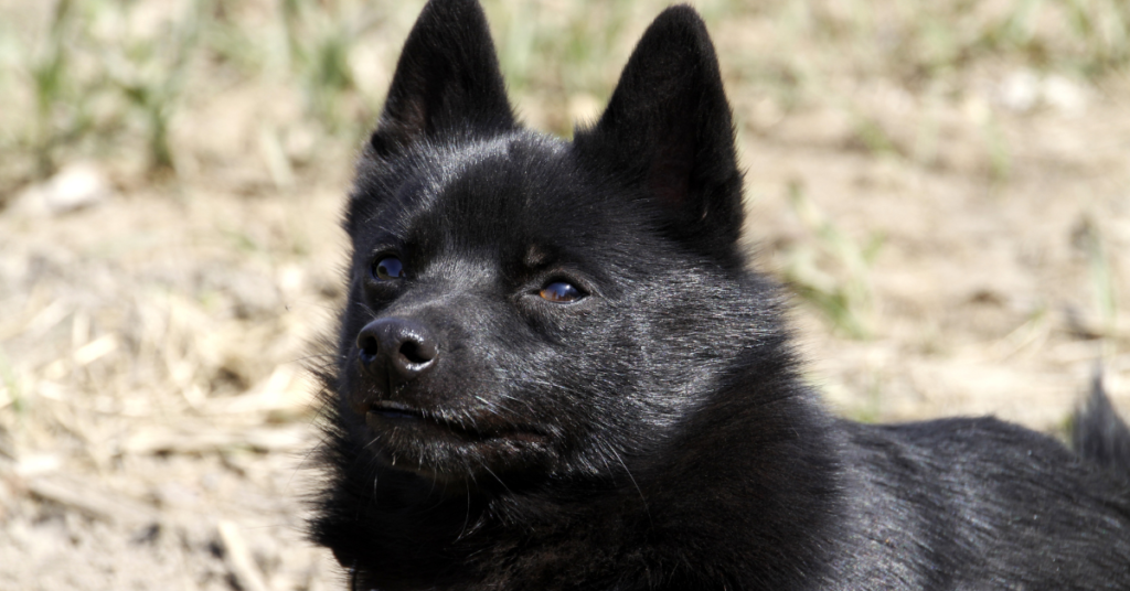 Schipperke