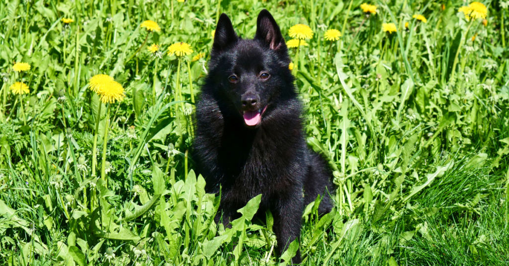 Schipperke