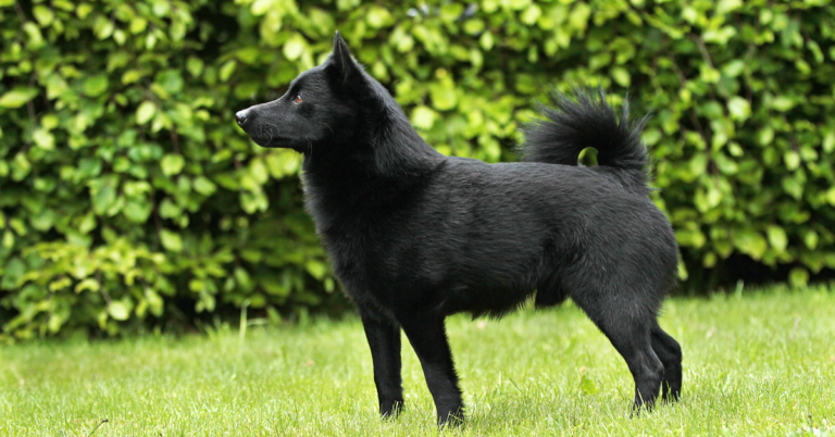Schipperke: The Energetic, Fearless, and Loyal Little Watchdog