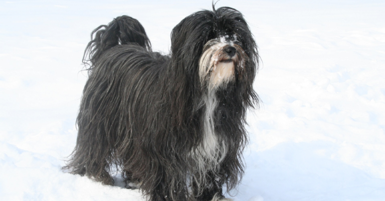 Schapendoes: The Cheerful, Energetic, and Friendly Dutch Herding Dog