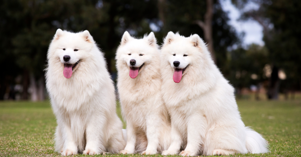 3 Samoyeds