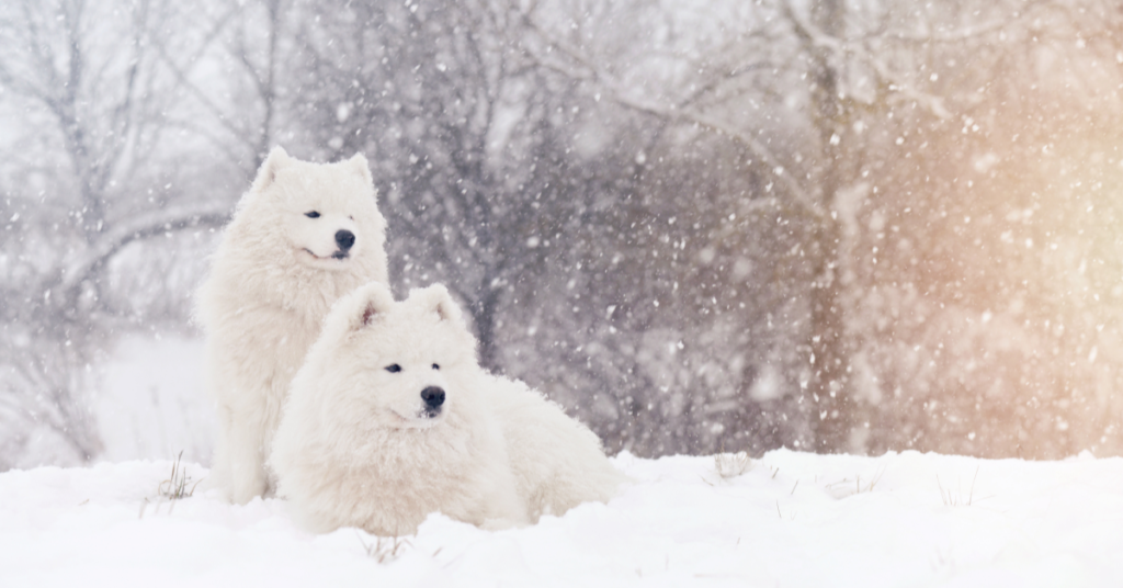 2 Samoyeds in the snow