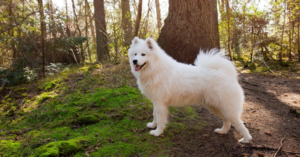 Samoyed