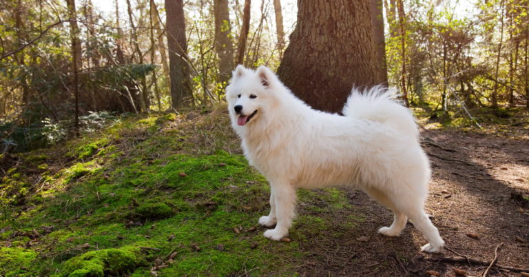 Samoyed: The Friendly, Smiling, and Fluffy Arctic Companion