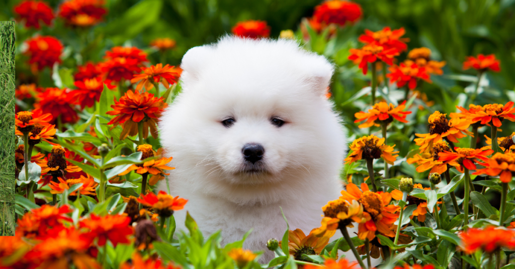 Samoyed puppy