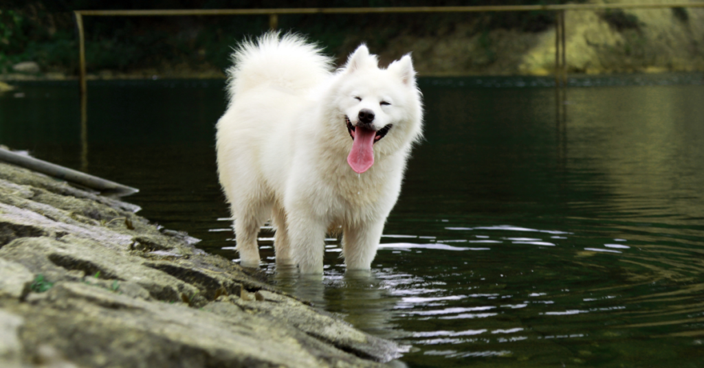 Samoyed