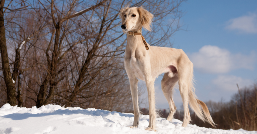 Saluki