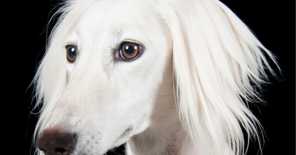Saluki