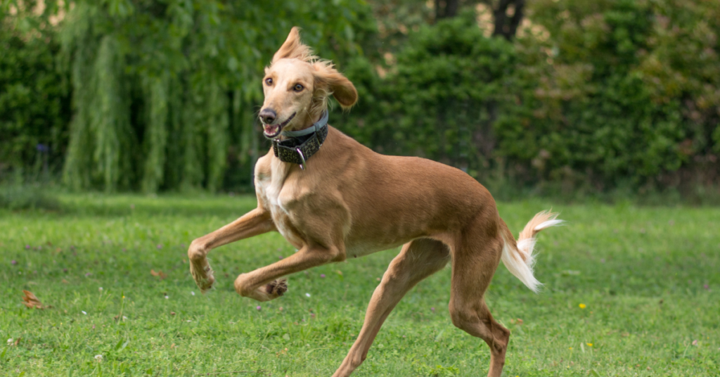 Saluki