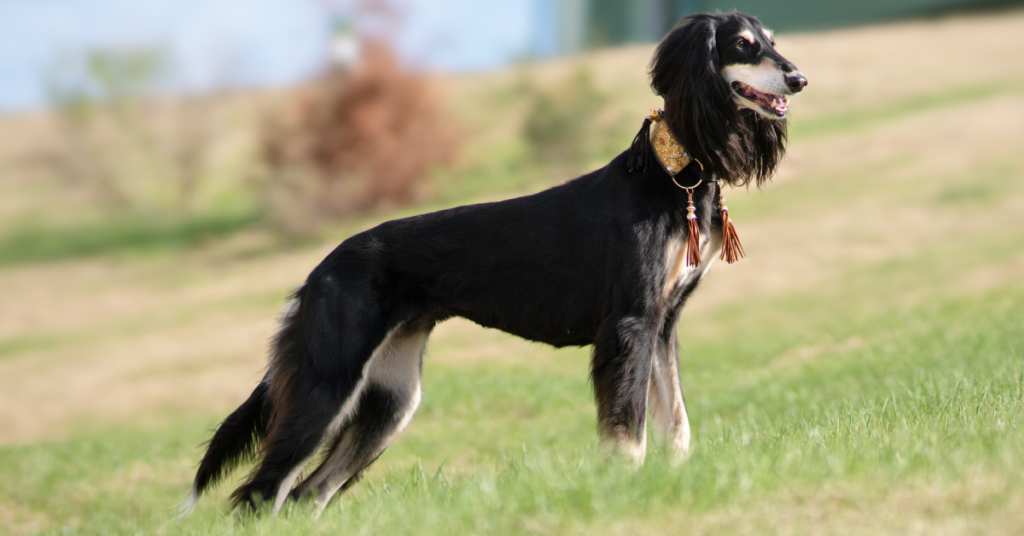 Saluki