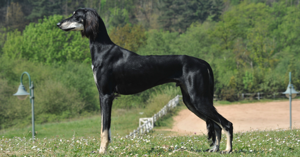 Saluki