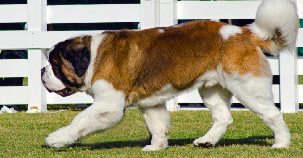 Saint Bernard