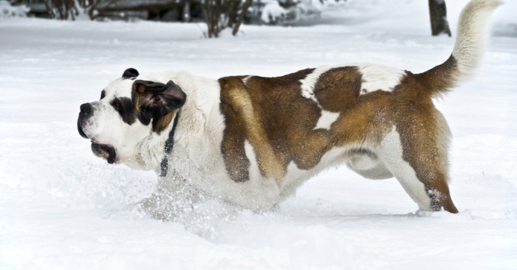 Saint Bernard