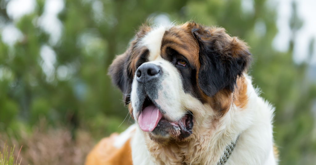 Saint Bernard