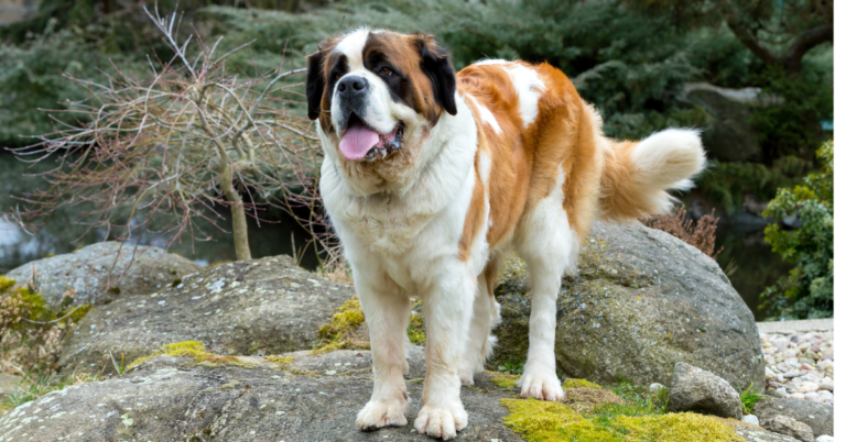 Saint Bernard: The Gentle Giant with a Heart of Gold