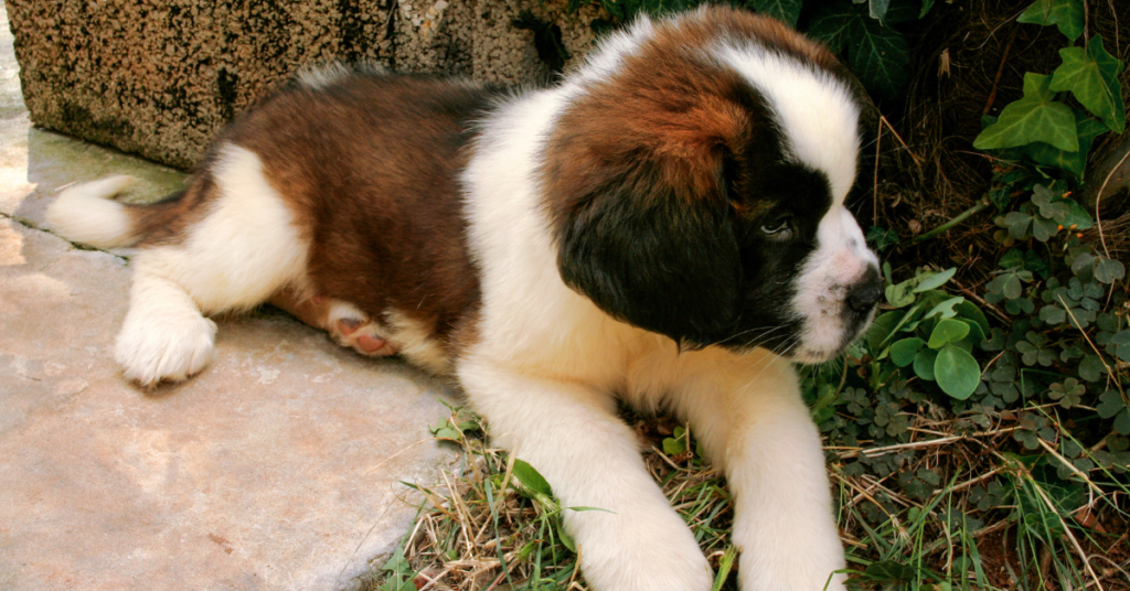 Saint Bernard PUPPY