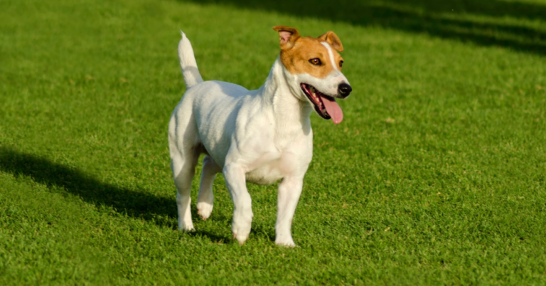 Russell, Parson Russell & Jack Russell Terriers: The Energetic, Intelligent, and Loyal Family Companions