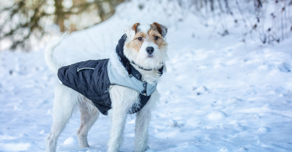 Parson Russell Terrier
