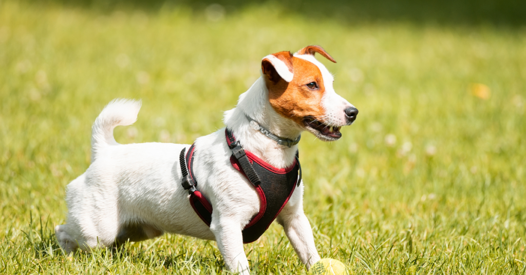 Jack Russell Terrier