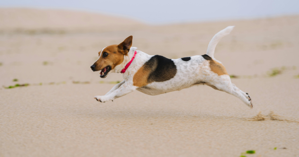 Russell Terrier