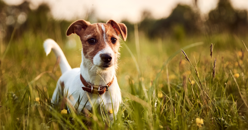 Russell Terrier