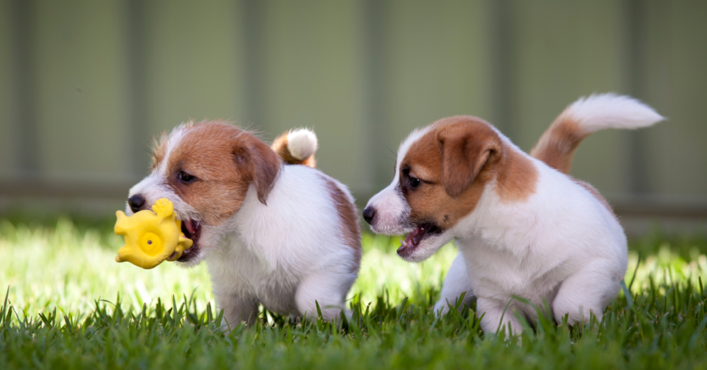 Russell Puppies