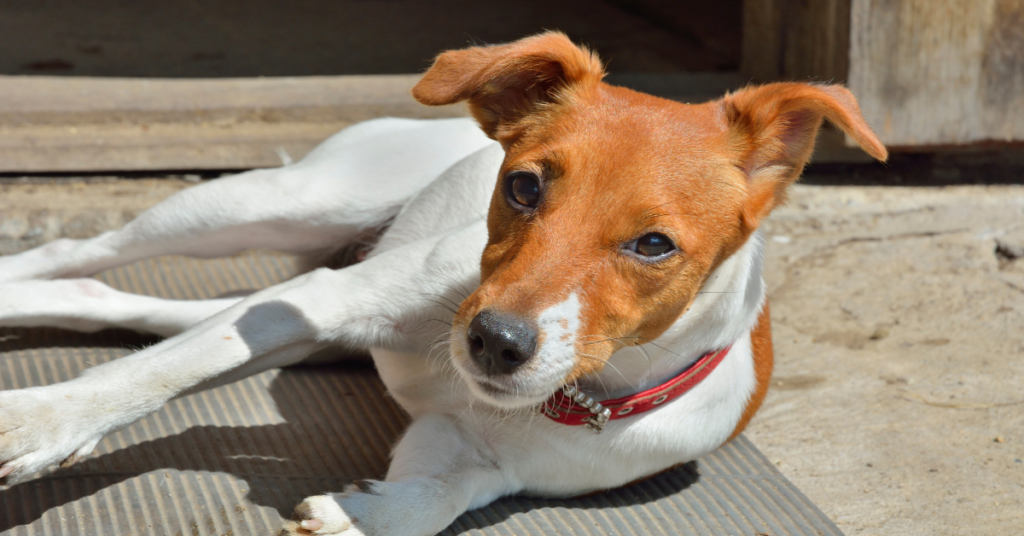 Parson Russell Terrier