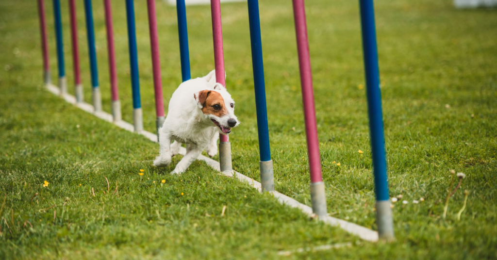 Russell Terrier
