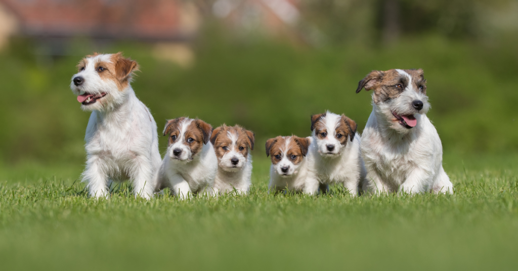 Jack Russell Terriers