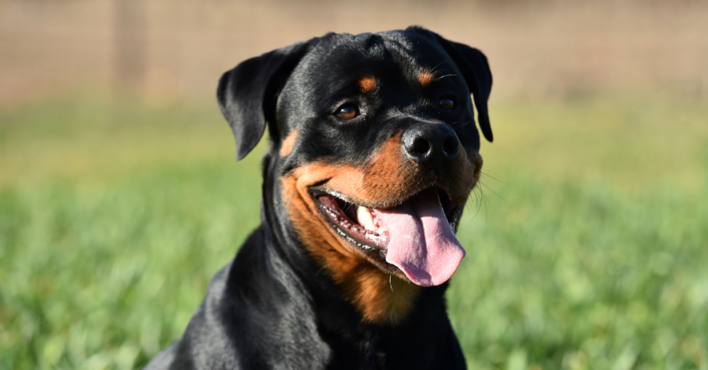 Rottweiler