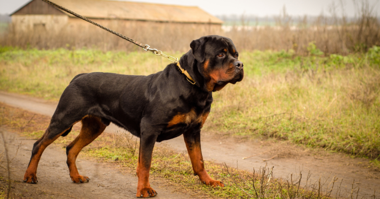 Rottweiler: The Powerful, Loyal Guardian with a Gentle Heart
