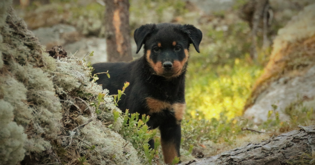Rottweiler Puppy