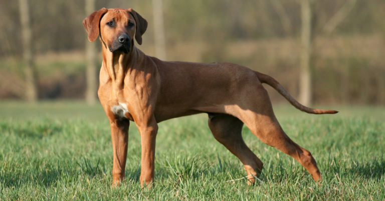 Rhodesian Ridgeback: The Strong, Loyal, and Fearless African Hunter