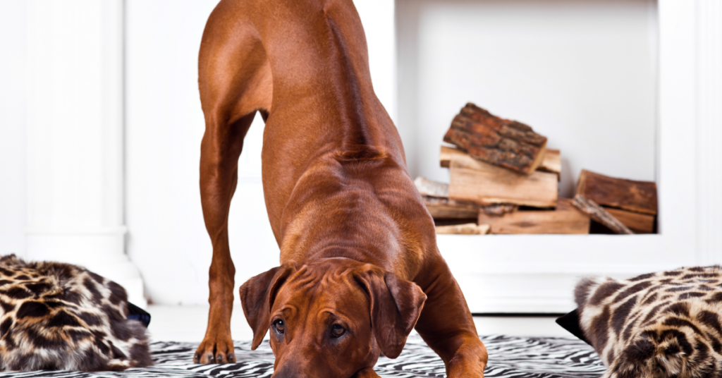 Rhodesian Ridgeback