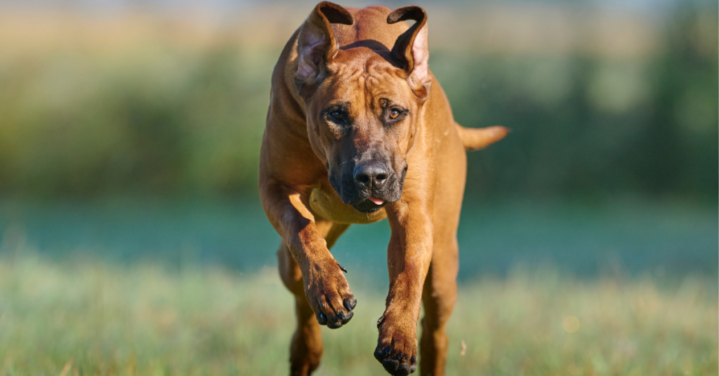 Rhodesian Ridgeback