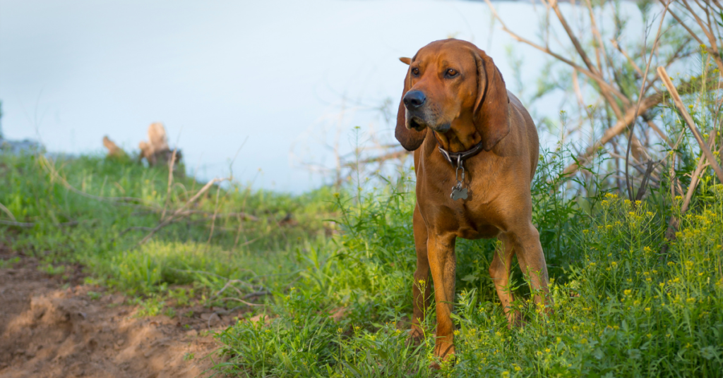 Redbone Coonhound