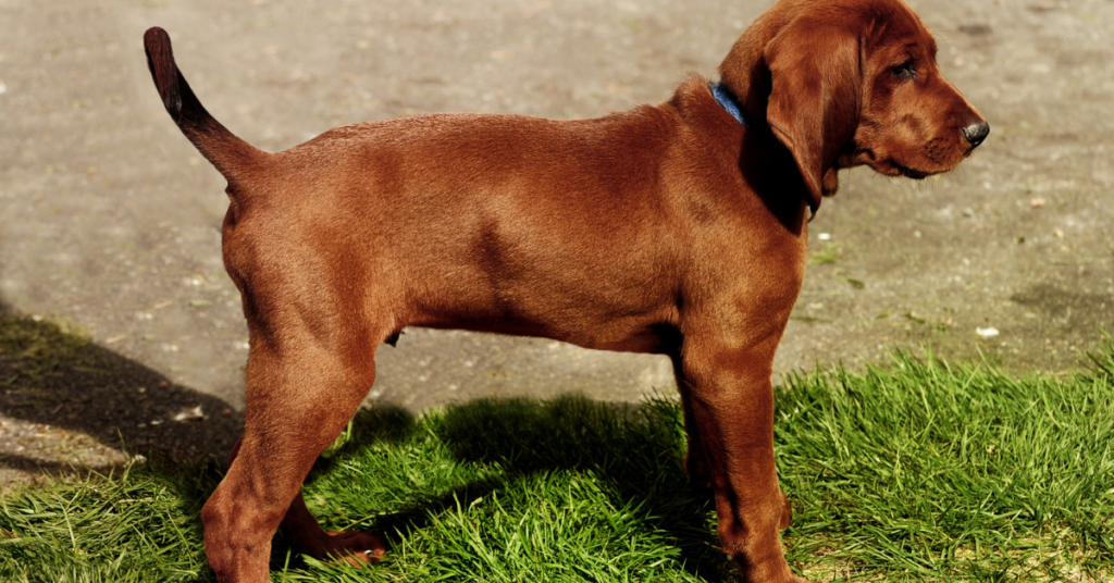 Redbone Coonhound Puppy