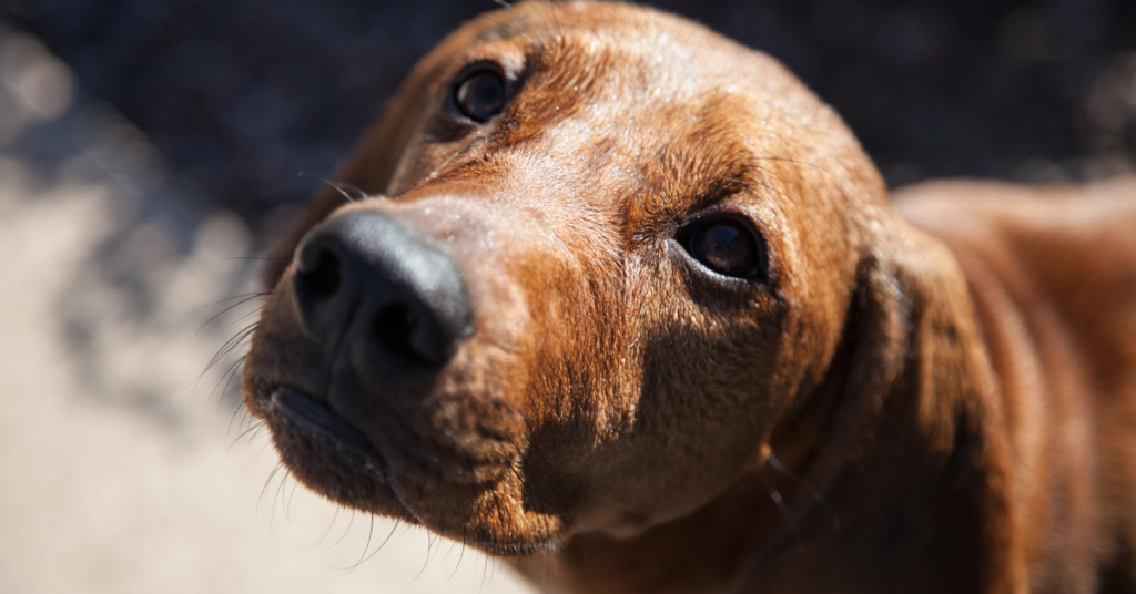 Redbone Coonhound