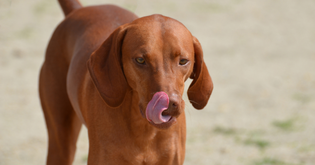 Redbone Coonhound