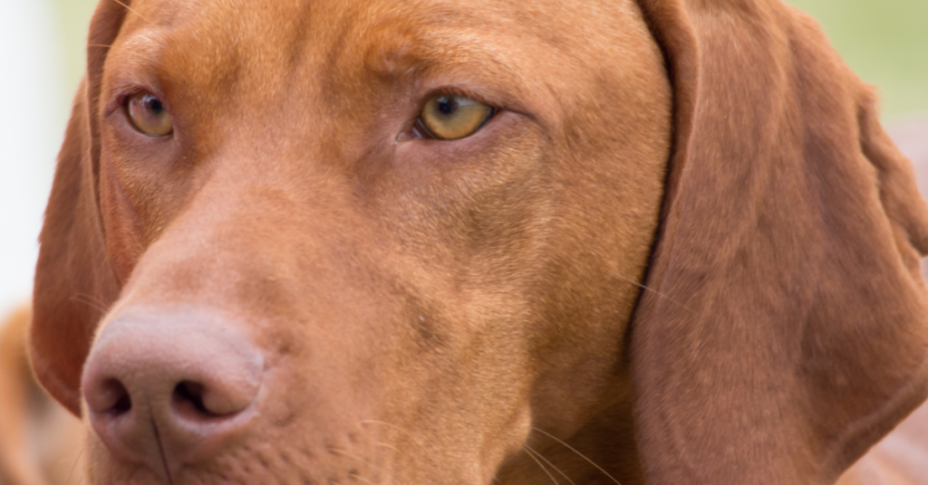 Redbone Coonhound