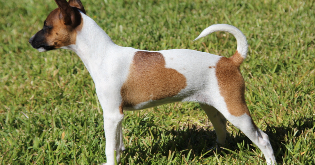 Rat Terrier