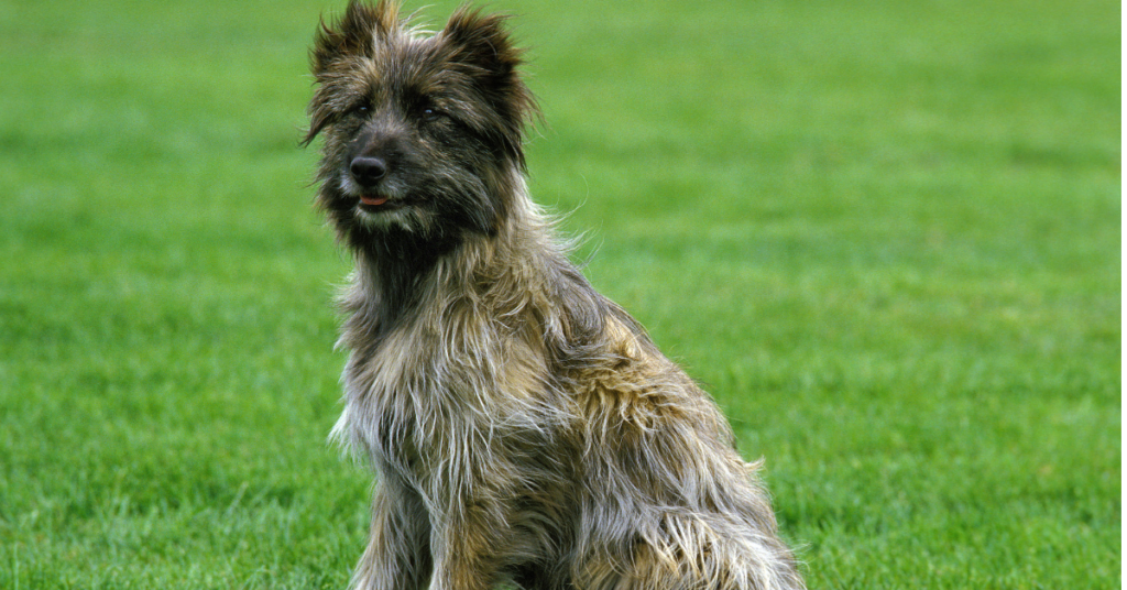 Pyrenean Shepherd
