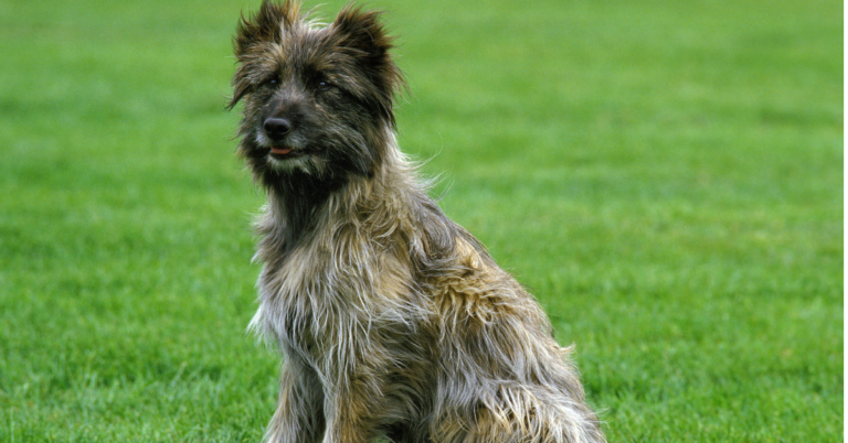 Pyrenean Shepherd: The Lively, Loyal, and Agile Herding Dog